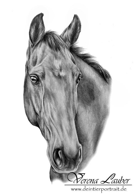 Pferd Bleistiftzeichnung